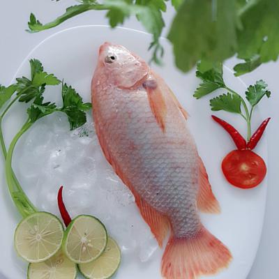  FROZEN RED TILAPIA (WR)