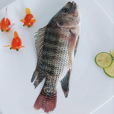  FROZEN BLACK TILAPIA (WR)